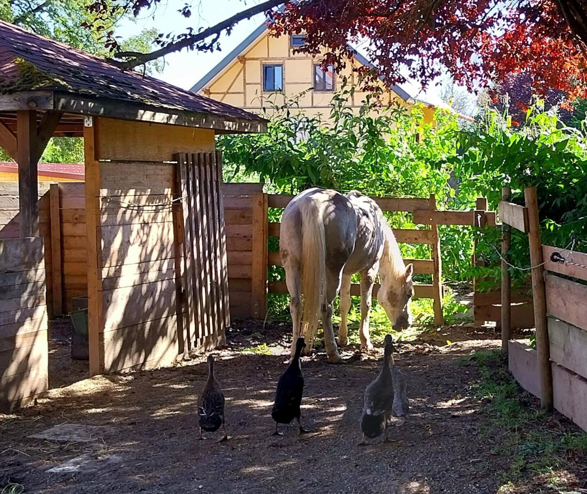 Kempten Mit Bauernhof-Flair Exteriör bild